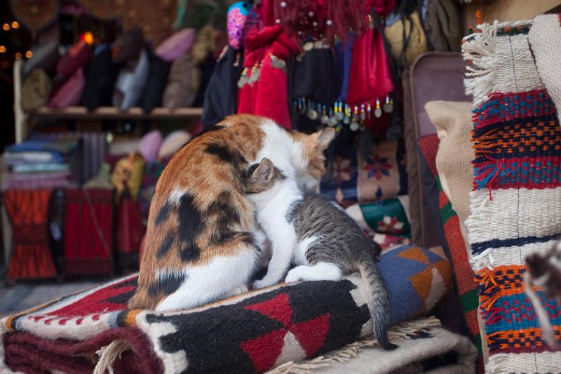 Dahab selectie 2010_01_12 15h03m.jpg - Holy Cats